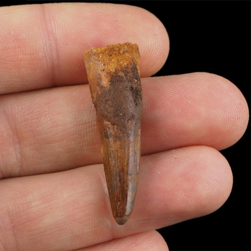 SKAMIENIAŁY ZĄB DINOZAURA Spinosaurus aegyptiacus - KREDA GÓRNA (CENOMAN) - ok. 95-100 mln lat