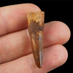 SKAMIENIAŁY ZĄB DINOZAURA Spinosaurus aegyptiacus - KREDA GÓRNA (CENOMAN) - ok. 95-100 mln lat