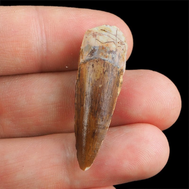 SKAMIENIAŁY ZĄB DINOZAURA Spinosaurus aegyptiacus - KREDA GÓRNA (CENOMAN) - ok. 95-100 mln lat