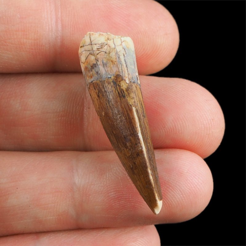 SKAMIENIAŁY ZĄB DINOZAURA Spinosaurus aegyptiacus - KREDA GÓRNA (CENOMAN) - ok. 95-100 mln lat