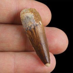 SKAMIENIAŁY ZĄB DINOZAURA Spinosaurus aegyptiacus - KREDA GÓRNA (CENOMAN) - ok. 95-100 mln lat