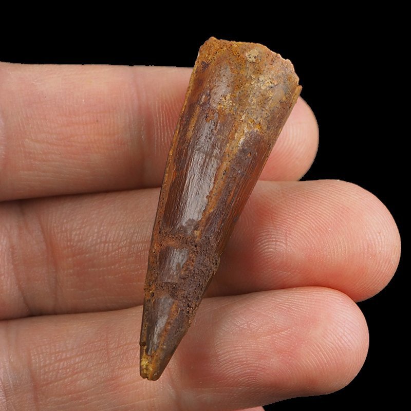 SKAMIENIAŁY ZĄB DINOZAURA Spinosaurus aegyptiacus - KREDA GÓRNA (CENOMAN) - ok. 95-100 mln lat