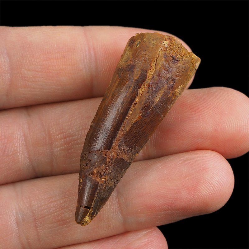 SKAMIENIAŁY ZĄB DINOZAURA Spinosaurus aegyptiacus - KREDA GÓRNA (CENOMAN) - ok. 95-100 mln lat