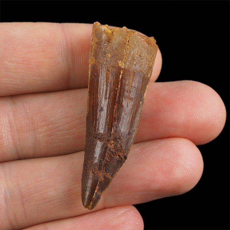 SKAMIENIAŁY ZĄB DINOZAURA Spinosaurus aegyptiacus - KREDA GÓRNA (CENOMAN) - ok. 95-100 mln lat