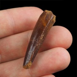 SKAMIENIAŁY ZĄB DINOZAURA Spinosaurus aegyptiacus - KREDA GÓRNA (CENOMAN) - ok. 95-100 mln lat