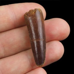 SKAMIENIAŁY ZĄB DINOZAURA Spinosaurus aegyptiacus - KREDA GÓRNA (CENOMAN) - ok. 95-100 mln lat