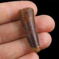 SKAMIENIAŁY ZĄB DINOZAURA Spinosaurus aegyptiacus - KREDA GÓRNA (CENOMAN) - ok. 95-100 mln lat