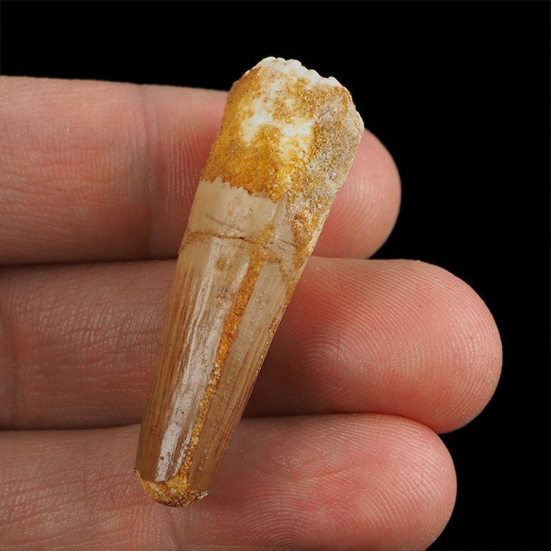 SKAMIENIAŁY ZĄB DINOZAURA Spinosaurus aegyptiacus - KREDA GÓRNA (CENOMAN) - ok. 95-100 mln lat