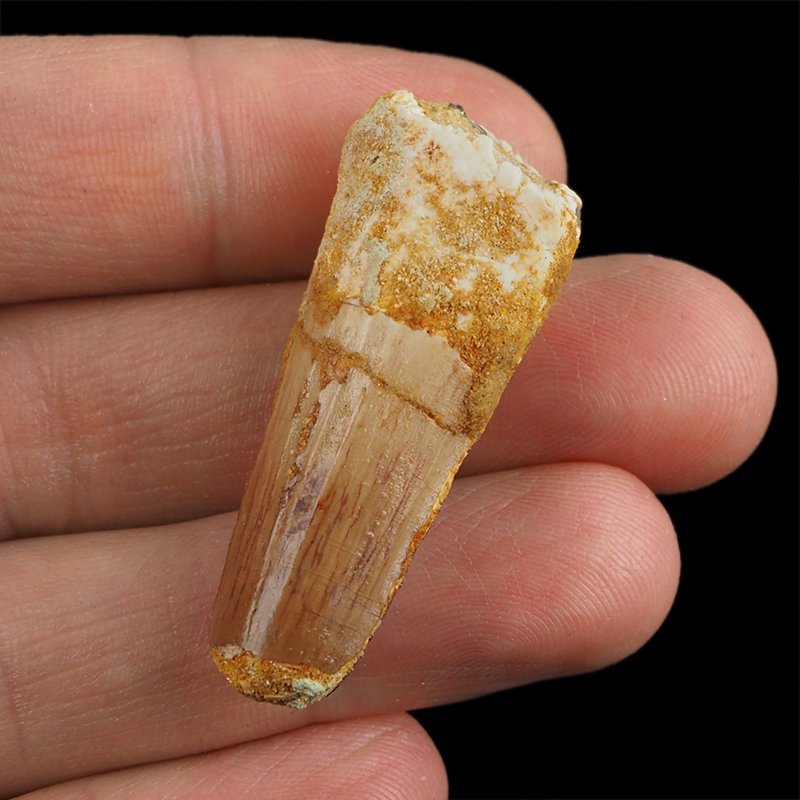 SKAMIENIAŁY ZĄB DINOZAURA Spinosaurus aegyptiacus - KREDA GÓRNA (CENOMAN) - ok. 95-100 mln lat