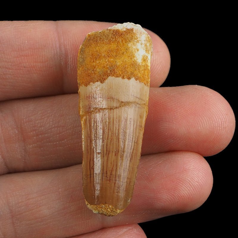 SKAMIENIAŁY ZĄB DINOZAURA Spinosaurus aegyptiacus - KREDA GÓRNA (CENOMAN) - ok. 95-100 mln lat