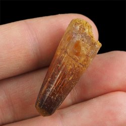 SKAMIENIAŁY ZĄB DINOZAURA Spinosaurus aegyptiacus - KREDA GÓRNA (CENOMAN) - ok. 95-100 mln lat