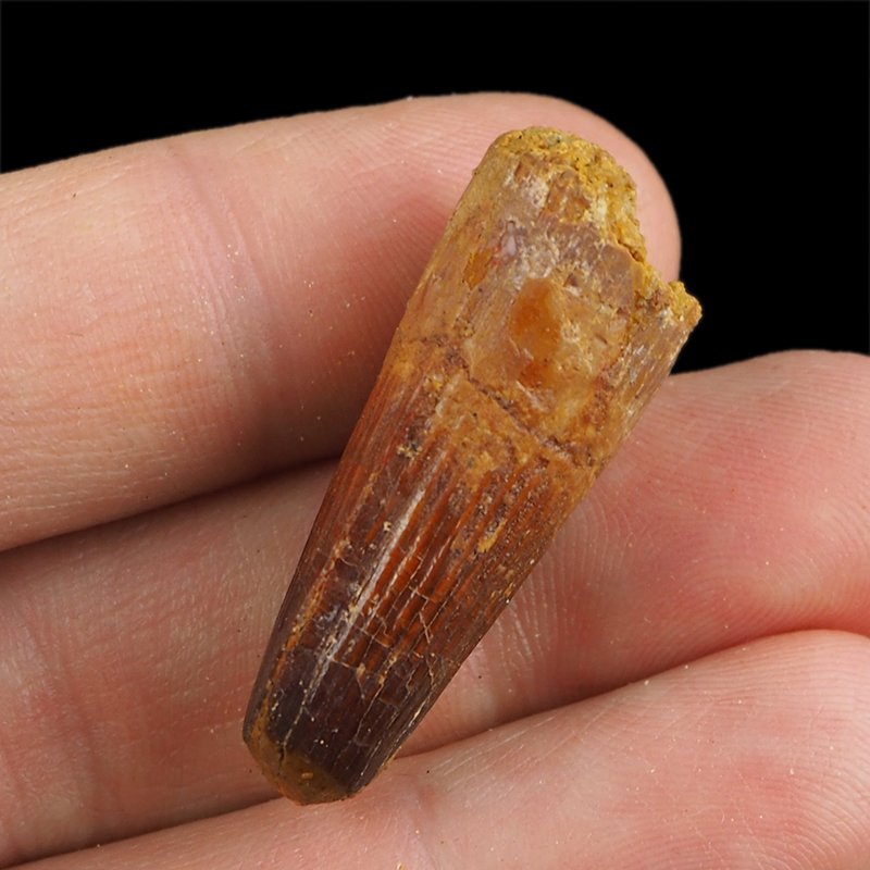 SKAMIENIAŁY ZĄB DINOZAURA Spinosaurus aegyptiacus - KREDA GÓRNA (CENOMAN) - ok. 95-100 mln lat