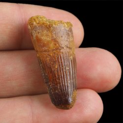 SKAMIENIAŁY ZĄB DINOZAURA Spinosaurus aegyptiacus - KREDA GÓRNA (CENOMAN) - ok. 95-100 mln lat