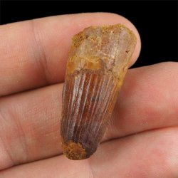 SKAMIENIAŁY ZĄB DINOZAURA Spinosaurus aegyptiacus - KREDA GÓRNA (CENOMAN) - ok. 95-100 mln lat