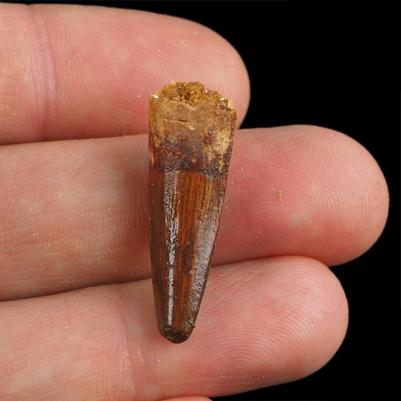 SKAMIENIAŁY ZĄB DINOZAURA Spinosaurus aegyptiacus - KREDA GÓRNA (CENOMAN) - ok. 95-100 mln lat