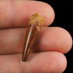 SKAMIENIAŁY ZĄB DINOZAURA Spinosaurus aegyptiacus - KREDA GÓRNA (CENOMAN) - ok. 95-100 mln lat