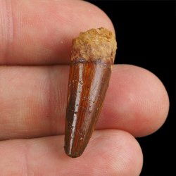 SKAMIENIAŁY ZĄB DINOZAURA Spinosaurus aegyptiacus - KREDA GÓRNA (CENOMAN) - ok. 95-100 mln lat