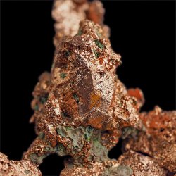 MIEDŹ RODZIMA - 50 mm - USA