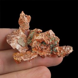 MIEDŹ RODZIMA - 50 mm - USA