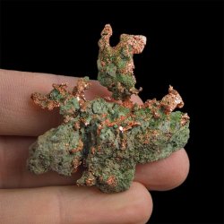 MIEDŹ RODZIMA - 49 mm - USA