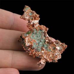 MIEDŹ RODZIMA - 49 mm - USA