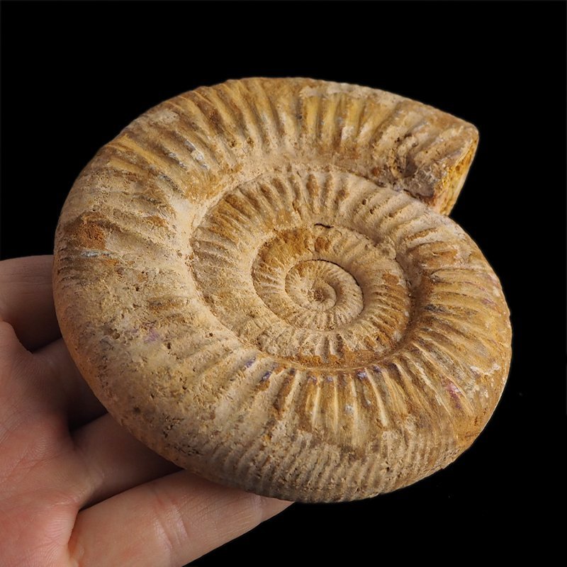 AMONIT Perisphinctes - 113 mm - JURA GÓRNA - MADAGASKAR