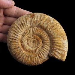 AMONIT Perisphinctes - 113 mm - JURA GÓRNA - MADAGASKAR