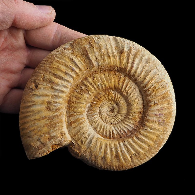 AMONIT Perisphinctes - 113 mm - JURA GÓRNA - MADAGASKAR