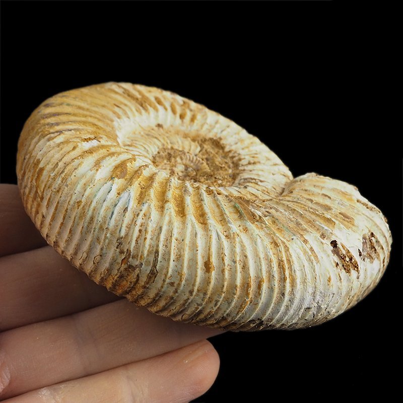 AMONIT Perisphinctes - 97 mm - JURA GÓRNA - MADAGASKAR
