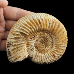 AMONIT Perisphinctes - 97 mm - JURA GÓRNA - MADAGASKAR