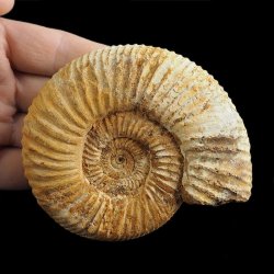 AMONIT Perisphinctes - 97 mm - JURA GÓRNA - MADAGASKAR