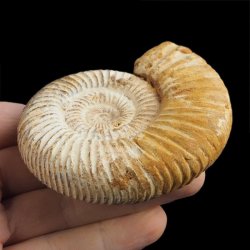 AMONIT Perisphinctes - 82 mm - JURA GÓRNA - MADAGASKAR