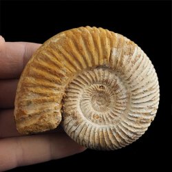 AMONIT Perisphinctes - 82 mm - JURA GÓRNA - MADAGASKAR