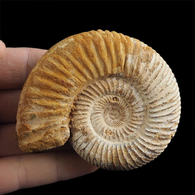 AMONIT Perisphinctes - 82 mm - JURA GÓRNA - MADAGASKAR