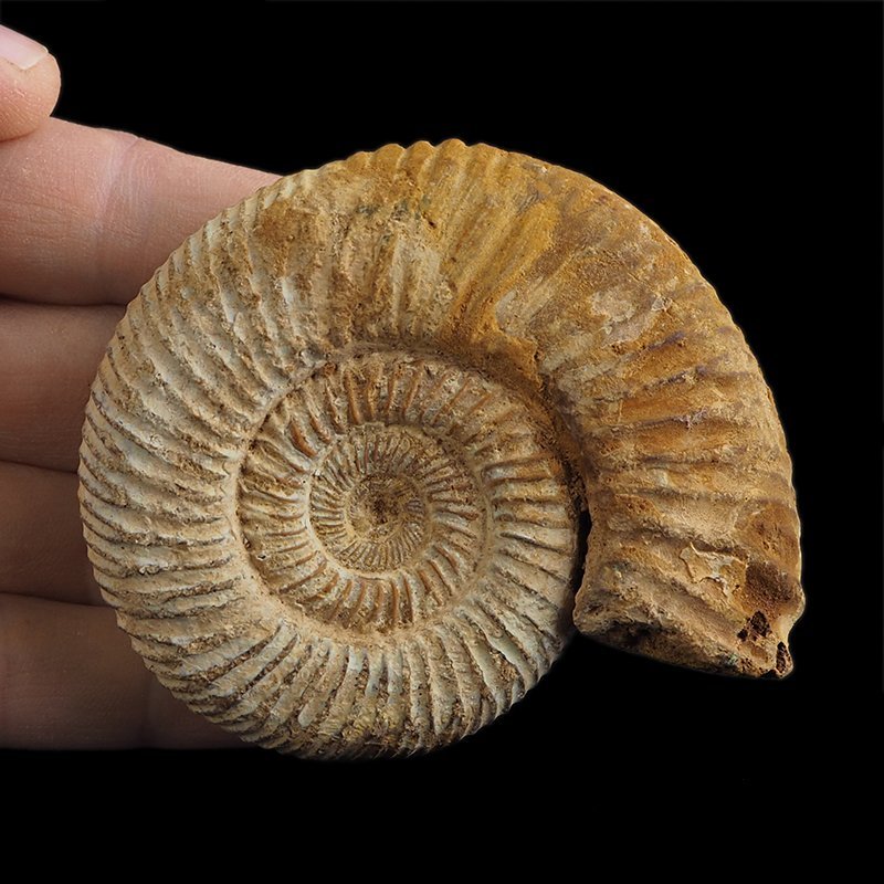 AMONIT Perisphinctes - 82 mm - JURA GÓRNA - MADAGASKAR