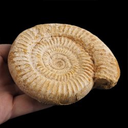 AMONIT Perisphinctes - 104 mm - JURA GÓRNA - MADAGASKAR