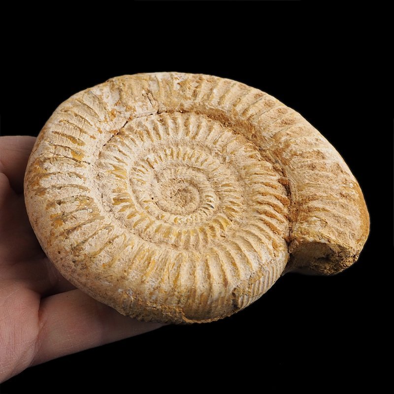 AMONIT Perisphinctes - 104 mm - JURA GÓRNA - MADAGASKAR
