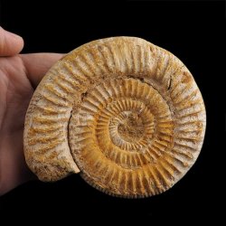 AMONIT Perisphinctes - 104 mm - JURA GÓRNA - MADAGASKAR