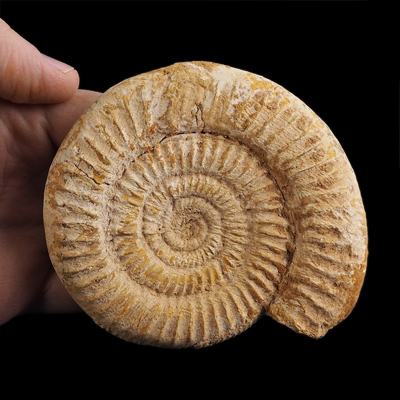 AMONIT Perisphinctes - 104 mm - JURA GÓRNA - MADAGASKAR