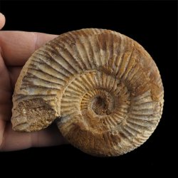 AMONIT Perisphinctes - 92 mm - JURA GÓRNA - MADAGASKAR