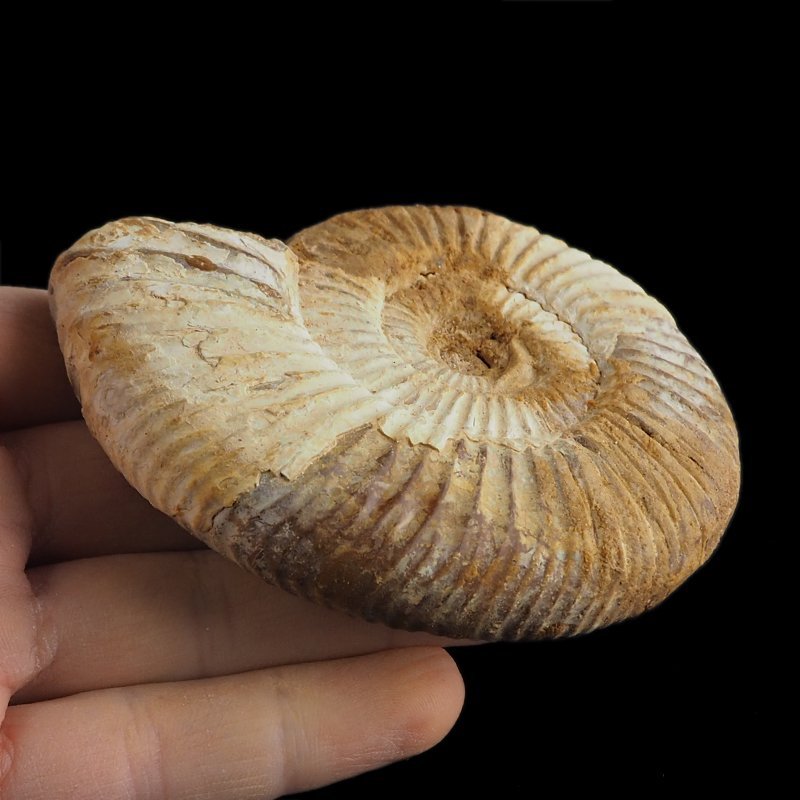 AMONIT Perisphinctes - 92 mm - JURA GÓRNA - MADAGASKAR