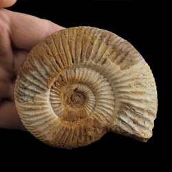 AMONIT Perisphinctes - 92 mm - JURA GÓRNA - MADAGASKAR