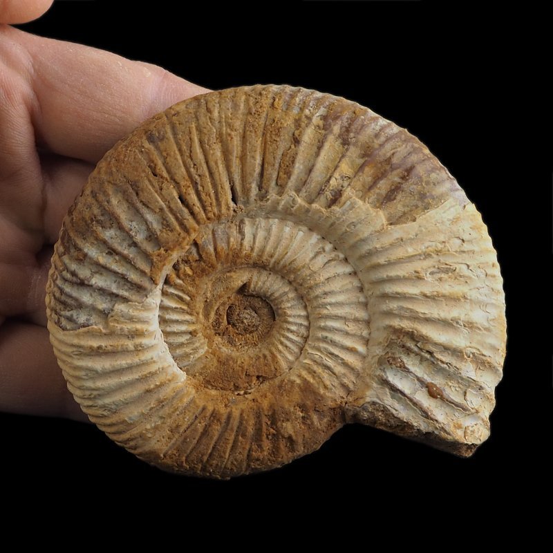 AMONIT Perisphinctes - 92 mm - JURA GÓRNA - MADAGASKAR