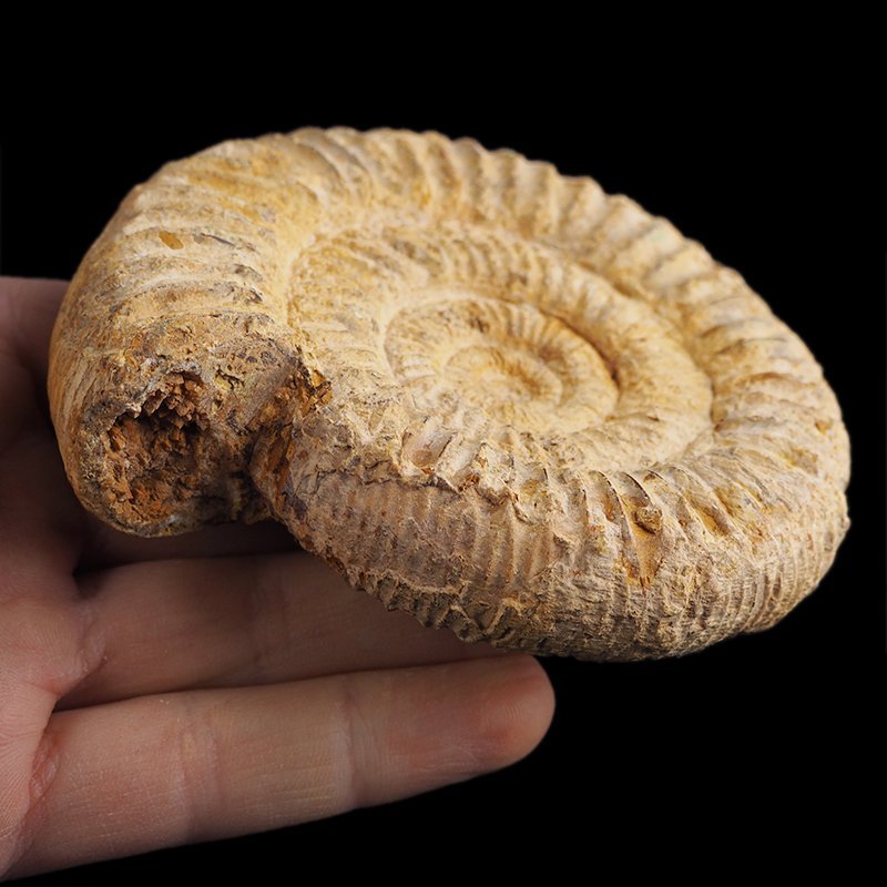 AMONIT Perisphinctes - 97 mm - JURA GÓRNA - MADAGASKAR