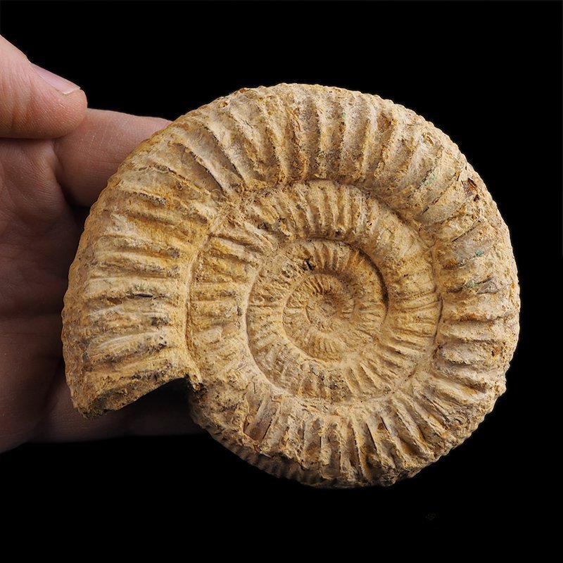 AMONIT Perisphinctes - 97 mm - JURA GÓRNA - MADAGASKAR