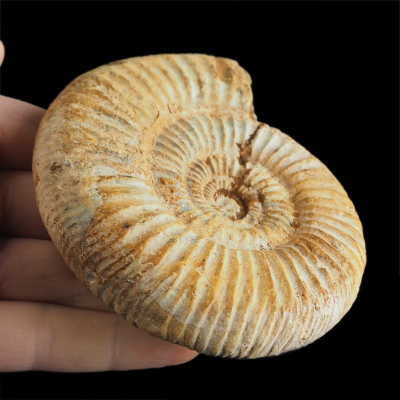 AMONIT Perisphinctes - 101 mm - JURA GÓRNA - MADAGASKAR