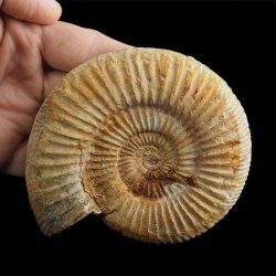 AMONIT Perisphinctes - 101 mm - JURA GÓRNA - MADAGASKAR
