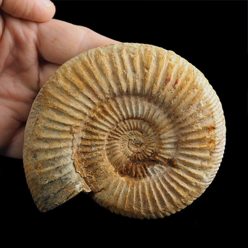 AMONIT Perisphinctes - 101 mm - JURA GÓRNA - MADAGASKAR