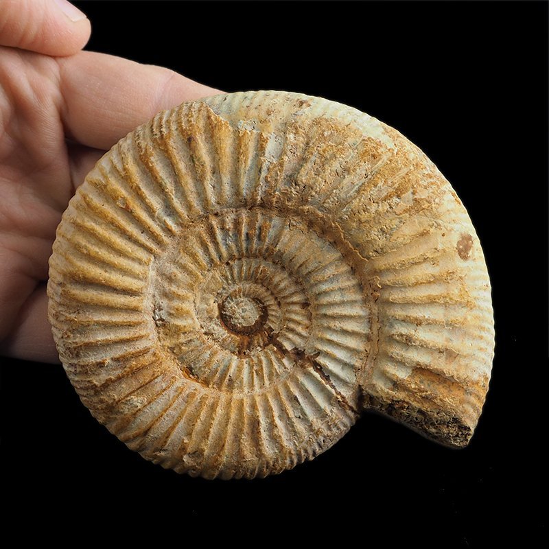 AMONIT Perisphinctes - 101 mm - JURA GÓRNA - MADAGASKAR
