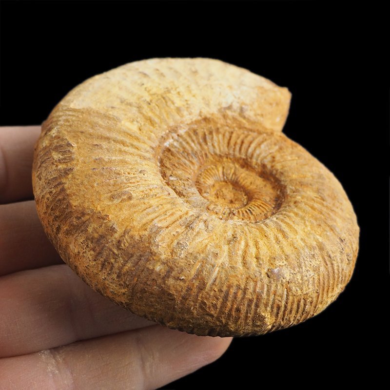 AMONIT Perisphinctes - 87 mm - JURA GÓRNA - MADAGASKAR